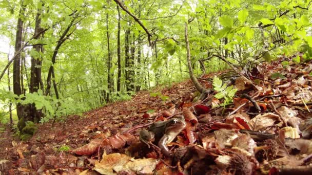 Żaba zakamuflowana wśród opadłych liści w pobliżu upadłego drzewa i świeżych liści — Wideo stockowe