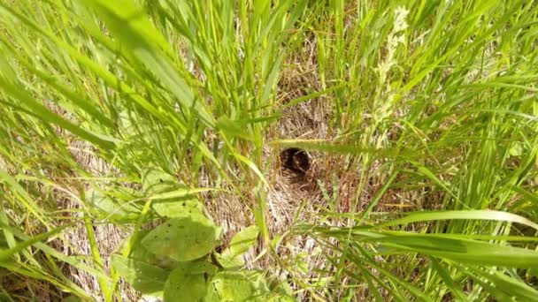 Rospo di terra nel buco crogiolarsi al sole ed erba alta — Video Stock