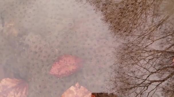 Икра амфибий на мелководье — стоковое видео