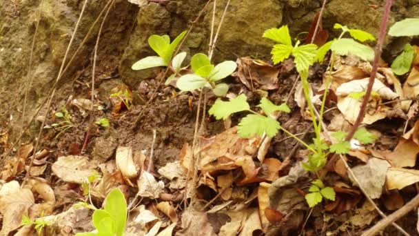 La rana di erba su terra comodamente nascosta in foglie cadute — Video Stock