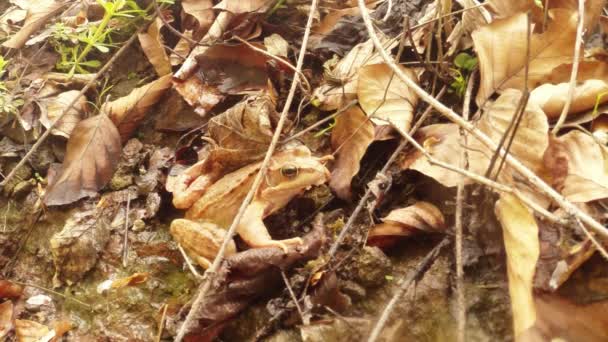 Fourmi chatouilla la grenouille d'herbe et elle sauta — Video