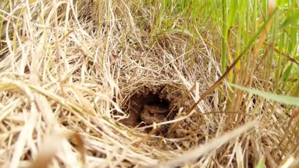 Erdkröte im Loch sonnt sich in der Sonne und im hohen Gras — Stockvideo