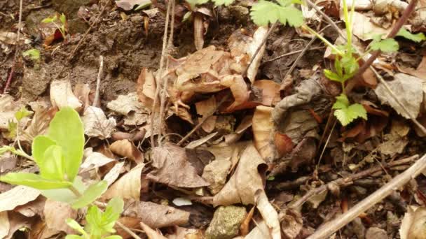 땅 위의 풀밭 개구리는 낙엽 속에 편리하게 숨어 있다 — 비디오
