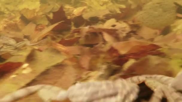 Underwater footage mating season the frogs in a small mountain lake close-up in the leaves of males seeking females — Stok video