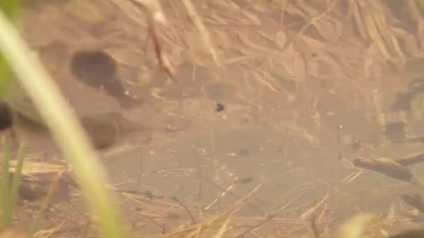 Renacuajos - cachorros ranas en pequeños humedales lagos de montaña de cerca en un charco de agua de manantial hojas del año pasado, ramas, brotes verdes de plantas — Vídeos de Stock