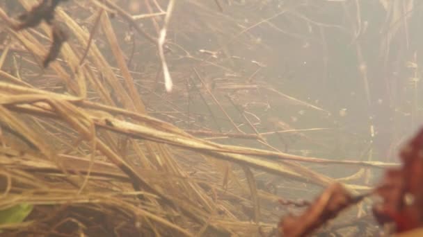 Renacuajos - cachorros ranas en pequeños humedales lagos de montaña de cerca en un charco de agua de manantial hojas del año pasado, ramas, brotes verdes de plantas — Vídeo de stock