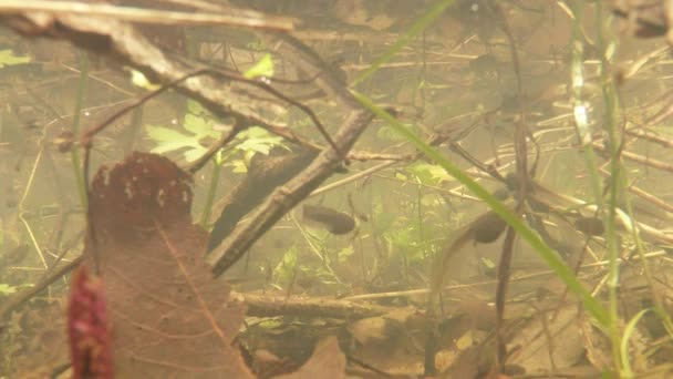 オタマジャクシ-昨年の葉、枝、植物の緑の芽のプールに近い小さな湿地山の湖のカエル — ストック動画