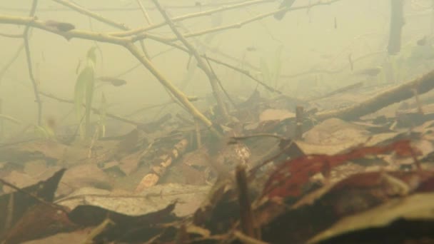 Kikkervisjes - welpen kikkers in kleine wetlands bergmeren close-up in een poel van bronwater vorig jaar bladeren, takken, groene scheuten van planten — Stockvideo