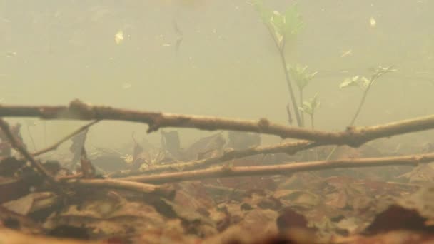 올챙이 - 작은 습지의 작은 개구리 새끼 작년 봄 물 웅덩이에서 가까이 있는 연못에 있는 잎, 가지, 식물의 푸른 싹 — 비디오