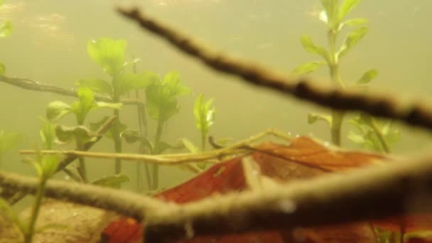 在去年春天的一潭泉水中，小湿地山地湖泊里的小青蛙，它们的叶子，枝条，植物的绿芽 — 图库视频影像