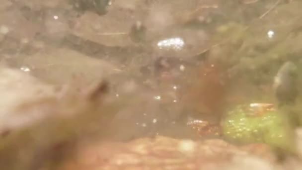 Girini - cuccioli rane in piccole zone umide laghi di montagna primo piano in una piscina di acqua di sorgente foglie dello scorso anno — Video Stock