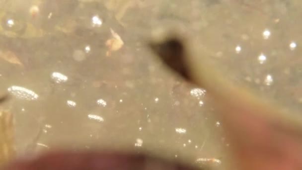 Головастики - детеныши лягушек в небольших водно-болотных горных озерах крупным планом в бассейне с родниковой водой в прошлом году листья — стоковое видео