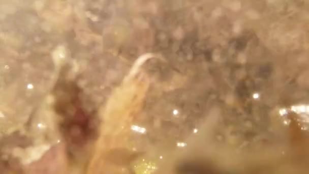 Tadpoles - cubs frogs in small wetlands mountain lakes close-up in a pool of spring water last year's leaves — Stockvideo