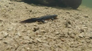 Sualtı canlıları Karpat ve Alp newts ve suda yaşayan diğer yaratıklar. yeraltı burrows onların gizli sığınak dışarı dolanirlar sadece çiftleşme,