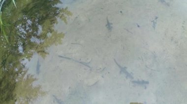 Sualtı canlıları Karpat ve Alp newts ve suda yaşayan diğer yaratıklar. yeraltı burrows onların gizli sığınak dışarı dolanirlar sadece çiftleşme,