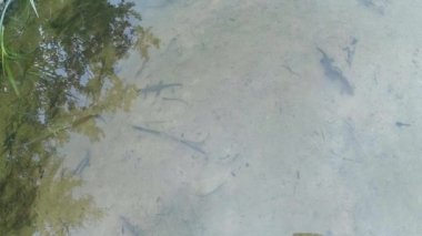 Sualtı canlıları Karpat ve Alp newts ve suda yaşayan diğer yaratıklar. yeraltı burrows onların gizli sığınak dışarı dolanirlar sadece çiftleşme,