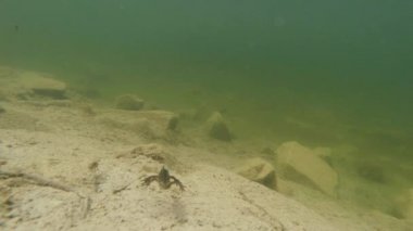 Sualtı canlıları Karpat ve Alp newts ve suda yaşayan diğer yaratıklar. yeraltı burrows onların gizli sığınak dışarı dolanirlar sadece çiftleşme,
