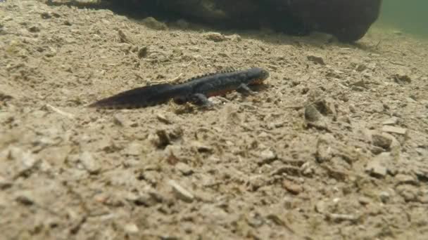 Onderwater leven van de Karpaten en Alpine salamanders en andere aquatische wezens. alleen in de paartijd kruipen ze uit hun geheime schuilplaats in ondergrondse holen Videoclip