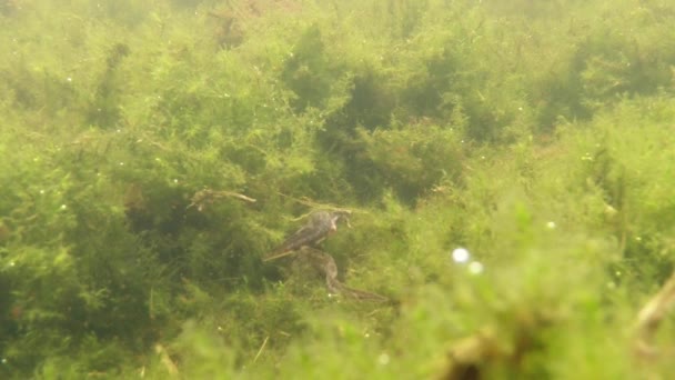 Vida subaquática dos tritões Cárpatos e Alpinos e outras criaturas aquáticas. apenas na época de acasalamento, eles rastejam para fora de seu refúgio secreto em tocas subterrâneas — Vídeo de Stock