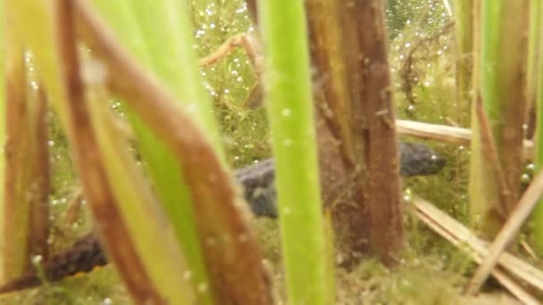 Unterwasserleben der Karpaten- und Bergmolche und anderer Wasserlebewesen. Nur zur Paarungszeit kriechen sie aus ihrem geheimen Refugium in unterirdischen Höhlen. — Stockvideo