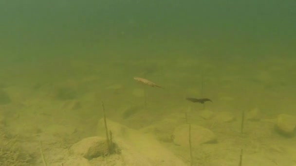 Underwater life of the Carpathian and Alpine newts and other aquatic creatures. only in the mating season, they crawl out of their secret refuge in underground burrows — Stock Video