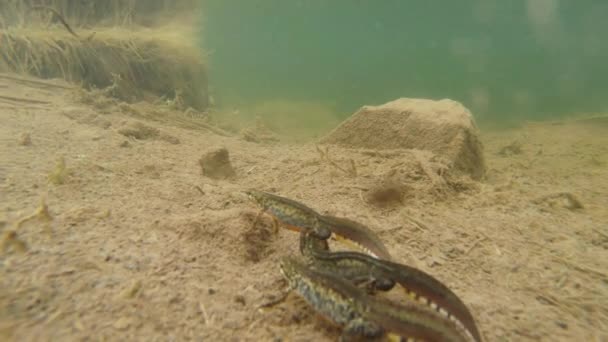 Unterwasserleben der Karpaten- und Bergmolche und anderer Wasserlebewesen. Nur zur Paarungszeit kriechen sie aus ihrem geheimen Refugium in unterirdischen Höhlen. — Stockvideo