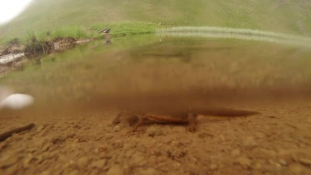 Podvodní život Karpatské a alpské mloků a dalších vodních tvorů. pouze v období páření se vylézal jejich tajnou skrýš v podzemních norách — Stock video
