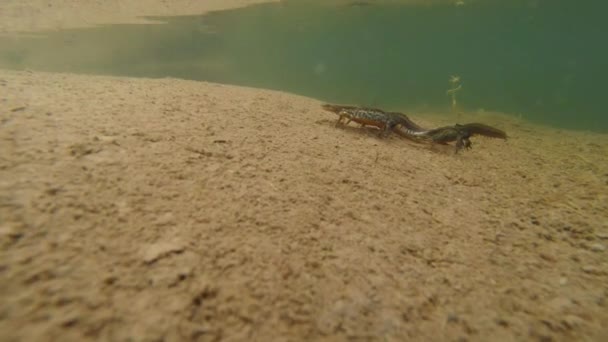 Unterwasserleben der Karpaten- und Bergmolche und anderer Wasserlebewesen. Nur zur Paarungszeit kriechen sie aus ihrem geheimen Refugium in unterirdischen Höhlen. — Stockvideo