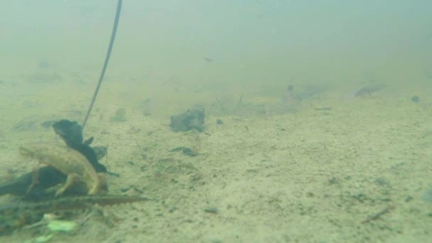 Unterwasserleben der Karpaten- und Bergmolche und anderer Wasserlebewesen. Nur zur Paarungszeit kriechen sie aus ihrem geheimen Refugium in unterirdischen Höhlen. — Stockvideo