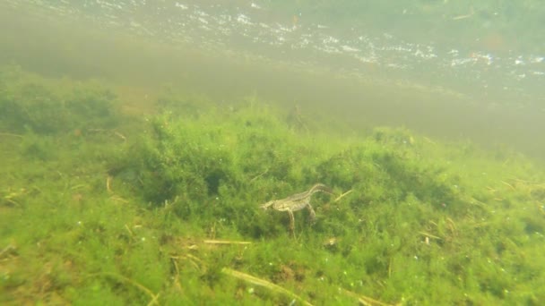 Vida subaquática dos tritões Cárpatos e Alpinos e outras criaturas aquáticas. apenas na época de acasalamento, eles rastejam para fora de seu refúgio secreto em tocas subterrâneas — Vídeo de Stock