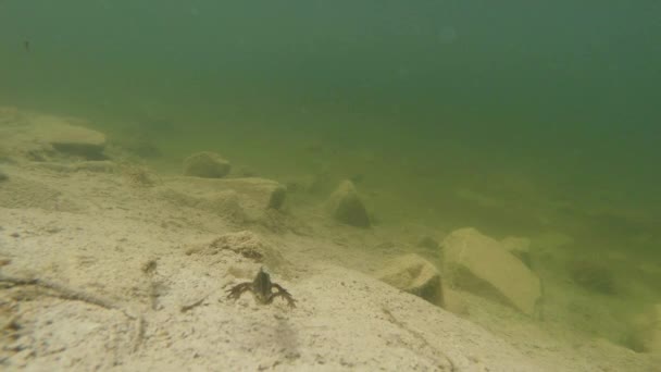 Підводний світ Карпатського та альпійські тритонів та інших водних істот. тільки в парування вони індексують з їх секретне притулок в норах під землею — стокове відео