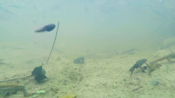 Підводний світ Карпатського та альпійські тритонів та інших водних істот. тільки в парування вони індексують з їх секретне притулок в норах під землею — стокове відео