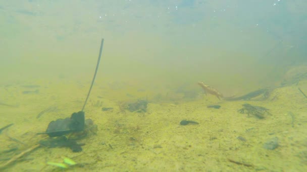 カルパチアとアルパインのイモリや他の水生生物の水中生活。繁殖期にのみ地下の巣穴で、秘密の避難所から這い出してください。 — ストック動画