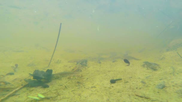 Vida subaquática dos tritões Cárpatos e Alpinos e outras criaturas aquáticas. apenas na época de acasalamento, eles rastejam para fora de seu refúgio secreto em tocas subterrâneas — Vídeo de Stock