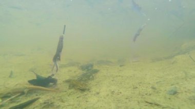 Sualtı canlıları Karpat ve Alp newts ve suda yaşayan diğer yaratıklar. yeraltı burrows onların gizli sığınak dışarı dolanirlar sadece çiftleşme,