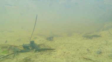 Sualtı canlıları Karpat ve Alp newts ve suda yaşayan diğer yaratıklar. yeraltı burrows onların gizli sığınak dışarı dolanirlar sadece çiftleşme,