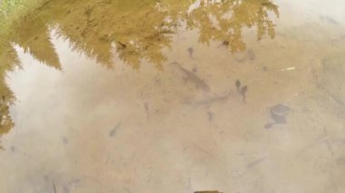 Sualtı canlıları Karpat ve Alp newts ve suda yaşayan diğer yaratıklar. yeraltı burrows onların gizli sığınak dışarı dolanirlar sadece çiftleşme,