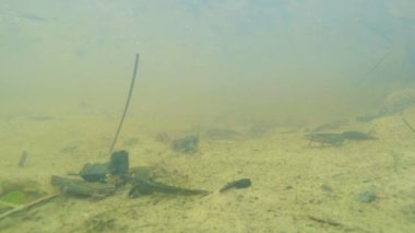 Sualtı canlıları Karpat ve Alp newts ve suda yaşayan diğer yaratıklar. yeraltı burrows onların gizli sığınak dışarı dolanirlar sadece çiftleşme,