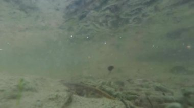 Sualtı canlıları Karpat ve Alp newts ve suda yaşayan diğer yaratıklar. yeraltı burrows onların gizli sığınak dışarı dolanirlar sadece çiftleşme,