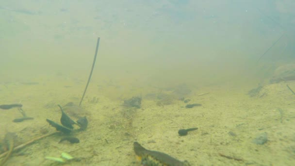 Unterwasserleben der Karpaten- und Bergmolche und anderer Wasserlebewesen. Nur zur Paarungszeit kriechen sie aus ihrem geheimen Refugium in unterirdischen Höhlen. — Stockvideo