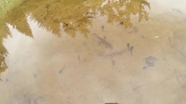 カルパチアとアルパインのイモリや他の水生生物の水中生活。繁殖期にのみ地下の巣穴で、秘密の避難所から這い出してください。 — ストック動画