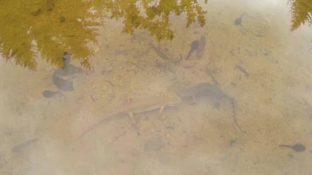 카 르 파티 아 고산 newts 및 다른 수생 생물의 수 중 생활. 짝짓기 시즌에만 그들은 그들의 비밀 피난처 지 버 로우에 크롤 링 — 비디오