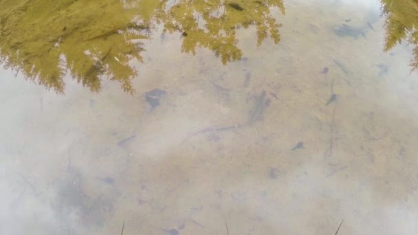 Unterwasserleben der Karpaten- und Bergmolche und anderer Wasserlebewesen. Nur zur Paarungszeit kriechen sie aus ihrem geheimen Refugium in unterirdischen Höhlen. — Stockvideo