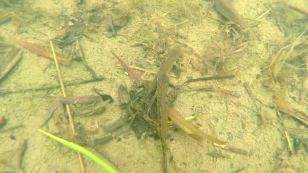 Underwater life of the Carpathian and Alpine newts and other aquatic creatures. only in the mating season, they crawl out of their secret refuge in underground burrows — Stock Video