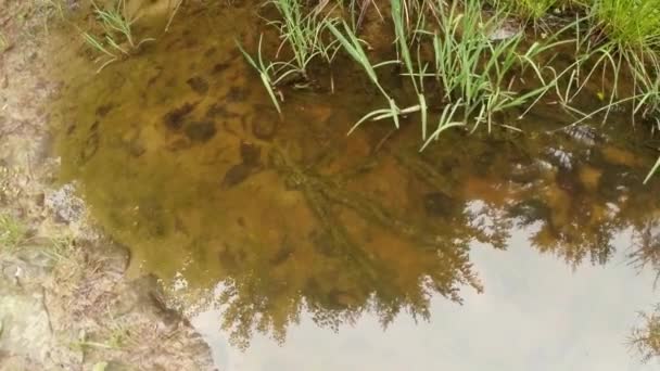 Vida submarina de los tritones Cárpatos y Alpinos y otras criaturas acuáticas. solo en la temporada de apareamiento, se arrastran fuera de su refugio secreto en madrigueras subterráneas — Vídeos de Stock