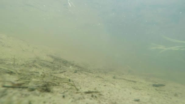 Vida submarina de los tritones Cárpatos y Alpinos y otras criaturas acuáticas. solo en la temporada de apareamiento, se arrastran fuera de su refugio secreto en madrigueras subterráneas — Vídeo de stock