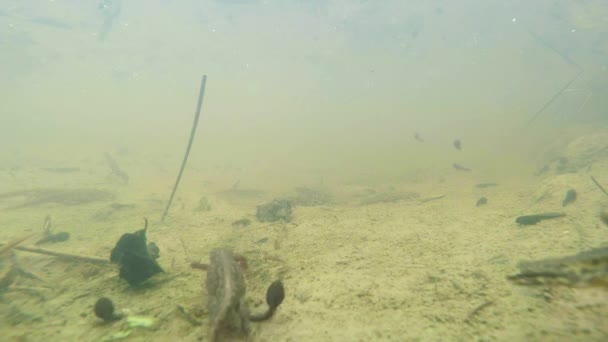 Unterwasserleben der Karpaten- und Bergmolche und anderer Wasserlebewesen. Nur zur Paarungszeit kriechen sie aus ihrem geheimen Refugium in unterirdischen Höhlen. — Stockvideo