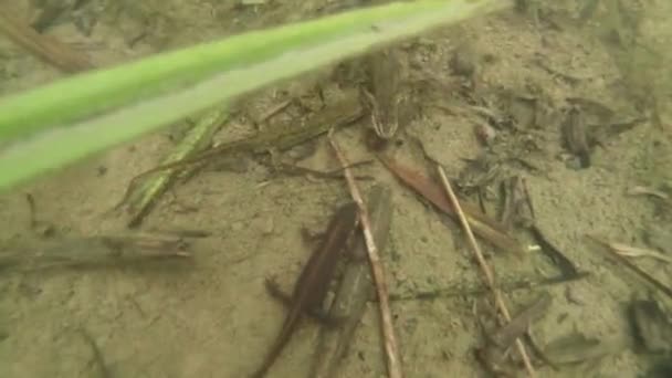 Underwater life of the Carpathian and Alpine newts and other aquatic creatures. only in the mating season, they crawl out of their secret refuge in underground burrows — Stock Video