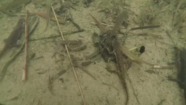 Underwater life of the Carpathian and Alpine newts and other aquatic creatures. only in the mating season, they crawl out of their secret refuge in underground burrows — Stock Video