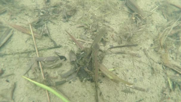 Vida submarina de los tritones Cárpatos y Alpinos y otras criaturas acuáticas. solo en la temporada de apareamiento, se arrastran fuera de su refugio secreto en madrigueras subterráneas — Vídeo de stock